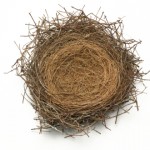 bird's nest against white background