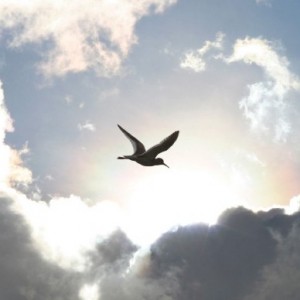 eagle soaring through clouds