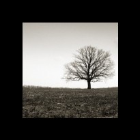 single tree on plain