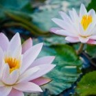 pale pind lotus blossoms