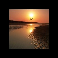 eagel flying over water at sunset