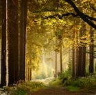 Sunlight in the forest