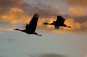 Two birds soaring
