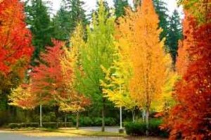 large_your-photos-colorful-trees